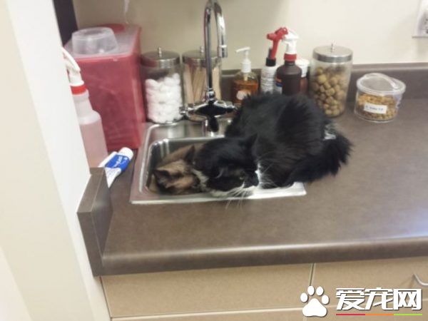 猫兄弟初看医生争相躲水槽 模样超级可怜却又好笑