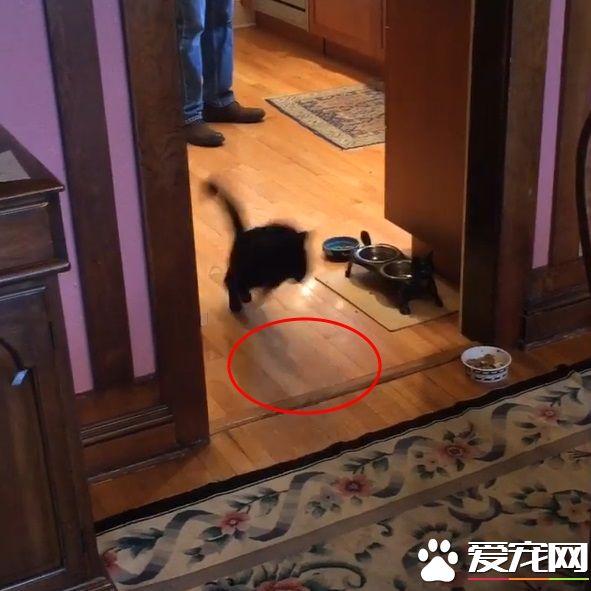 怪癖黑猫不喜欢厨房木地板 跳跳蛙变身成超人