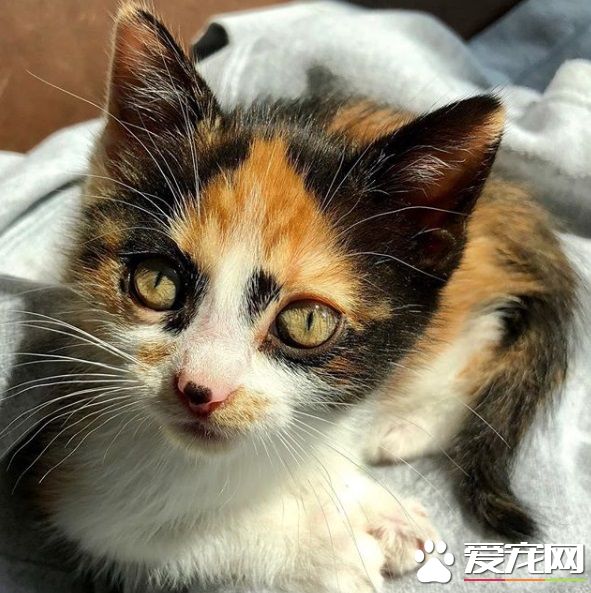 新领养的小猫咪 把狗兄弟从丧友之痛中拯救出来