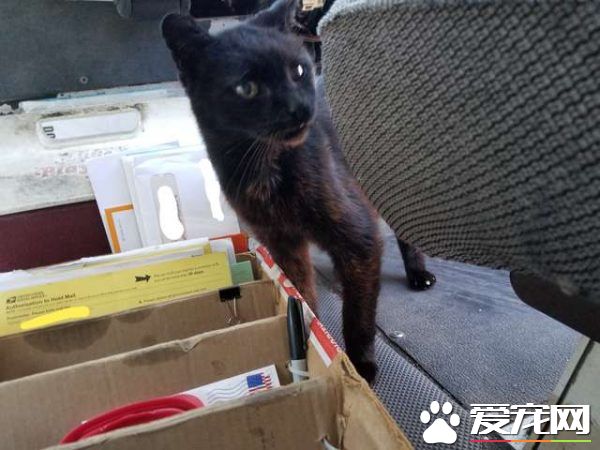 傲娇黑猫超粘人 不摸摸抱抱便不下车回家