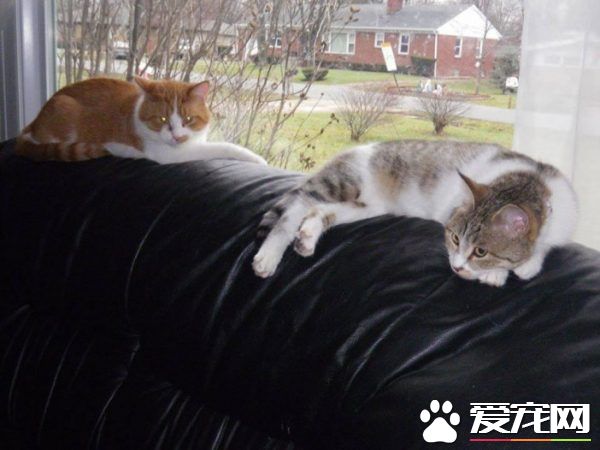 爱猫士兵从阿富汗带小浪喵回国 收编成爱撒娇的家猫