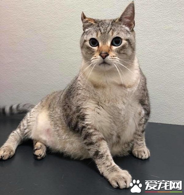 12公斤胖猫被丢收容所 幸遇真命猫奴