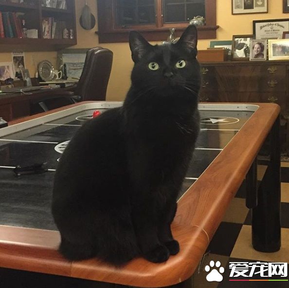 怪癖黑猫不喜欢厨房木地板 跳跳蛙变身成超人