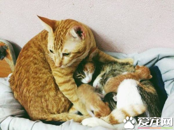 模范猫爸全程陪产还帮忙带小孩 超暖心