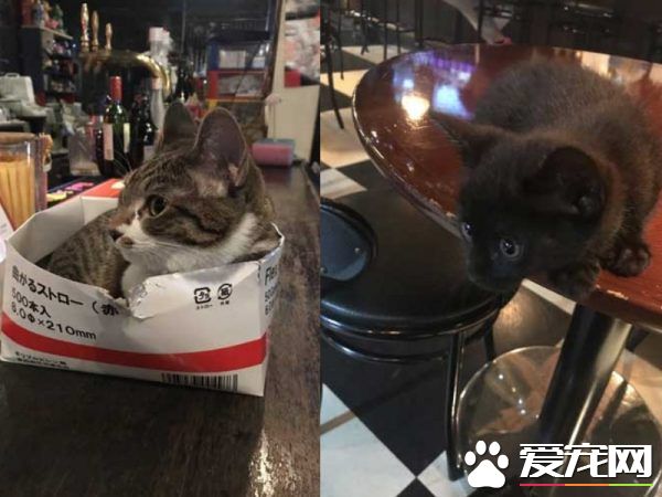 两只招财猫坐镇 带你看日本一家超暖心的台球店