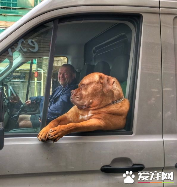 坐物流车的吉祥物狗狗 可爱模样成最萌地标