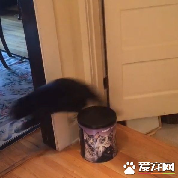 怪癖黑猫不喜欢厨房木地板 跳跳蛙变身成超人
