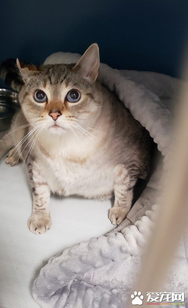 12公斤胖猫被丢收容所 幸遇真命猫奴