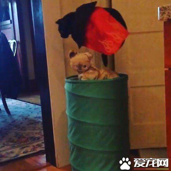 怪癖黑猫不喜欢厨房木地板 跳跳蛙变身成超人