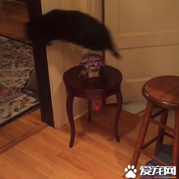 怪癖黑猫不喜欢厨房木地板 跳跳蛙变身成超人