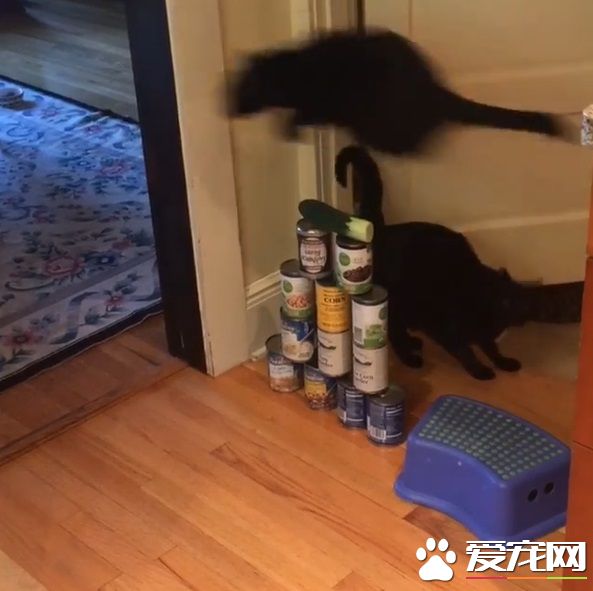 怪癖黑猫不喜欢厨房木地板 跳跳蛙变身成超人