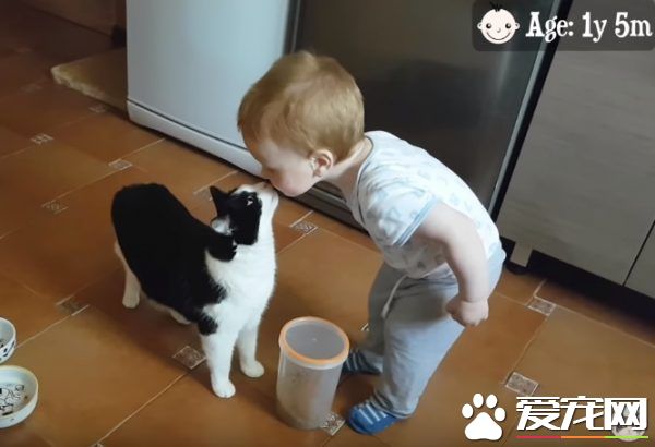 亲猫狂 人类弟弟超爱他的猫哥哥