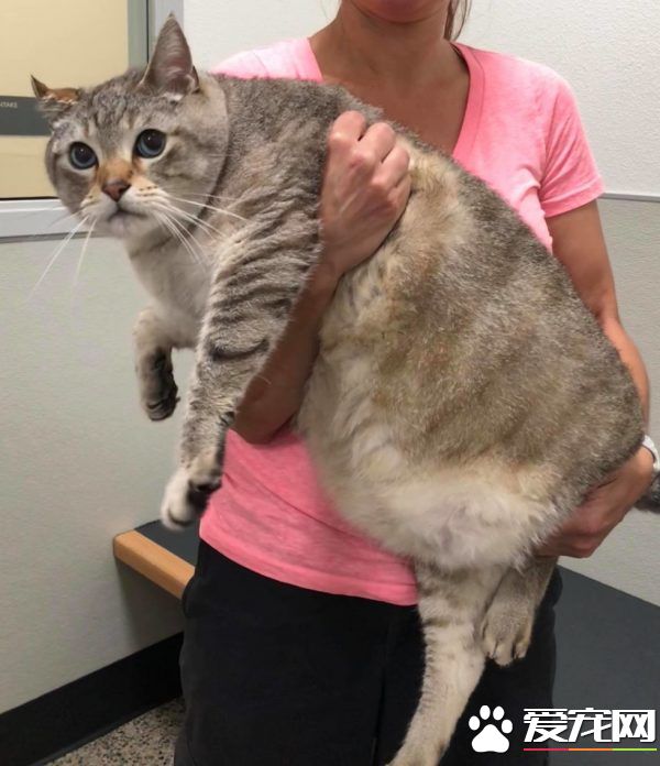 12公斤胖猫被丢收容所 幸遇真命猫奴