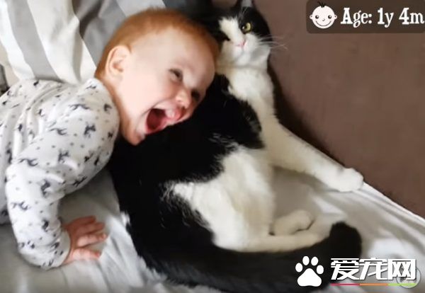 亲猫狂 人类弟弟超爱他的猫哥哥