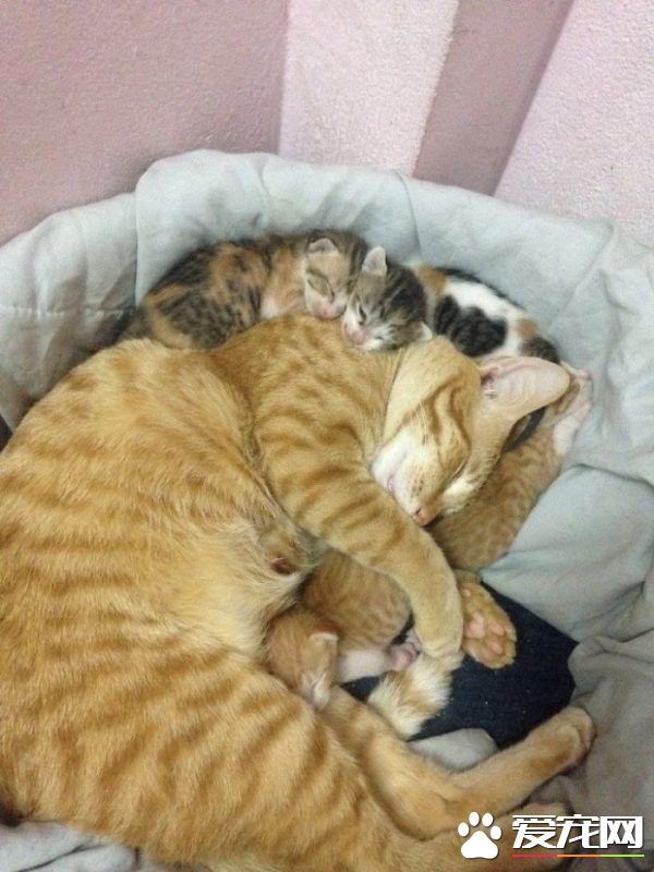 模范猫爸全程陪产还帮忙带小孩 超暖心