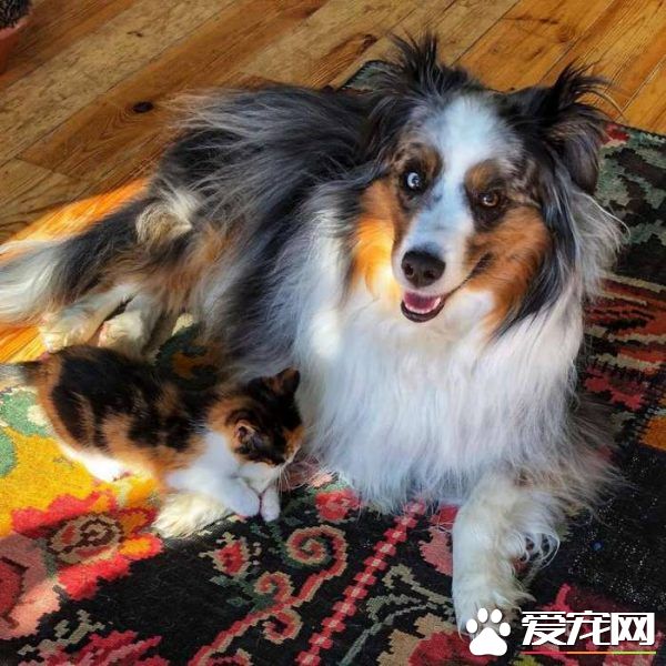 新领养的小猫咪 把狗兄弟从丧友之痛中拯救出来