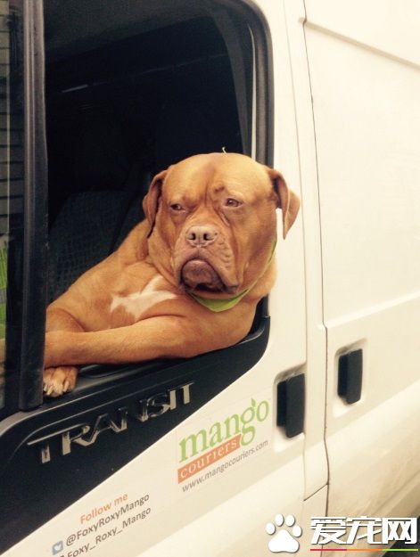 坐物流车的吉祥物狗狗 可爱模样成最萌地标