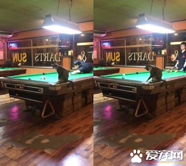 两只招财猫坐镇 带你看日本一家超暖心的台球店