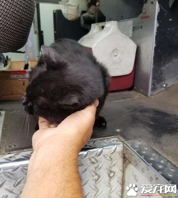 傲娇黑猫超粘人 不摸摸抱抱便不下车回家