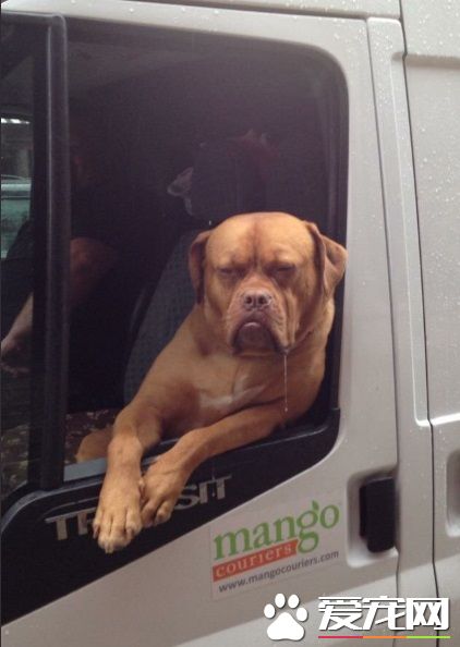 坐物流车的吉祥物狗狗 可爱模样成最萌地标