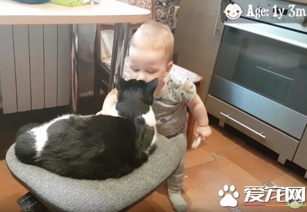 亲猫狂 人类弟弟超爱他的猫哥哥