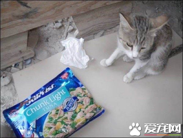 爱猫士兵从阿富汗带小浪喵回国 收编成爱撒娇的家猫