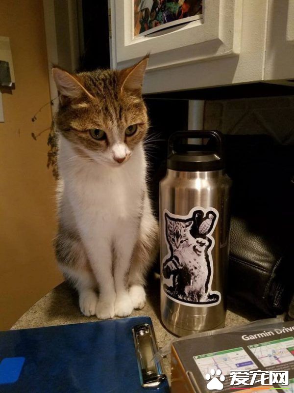 爱猫士兵从阿富汗带小浪喵回国 收编成爱撒娇的家猫