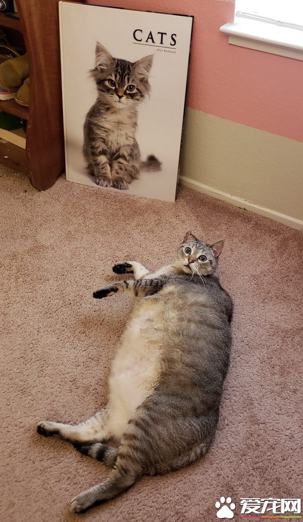 12公斤胖猫被丢收容所 幸遇真命猫奴