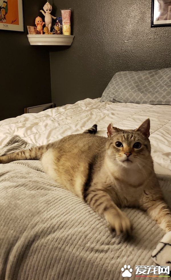 12公斤胖猫被丢收容所 幸遇真命猫奴