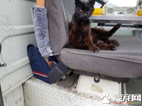 傲娇黑猫超粘人 不摸摸抱抱便不下车回家