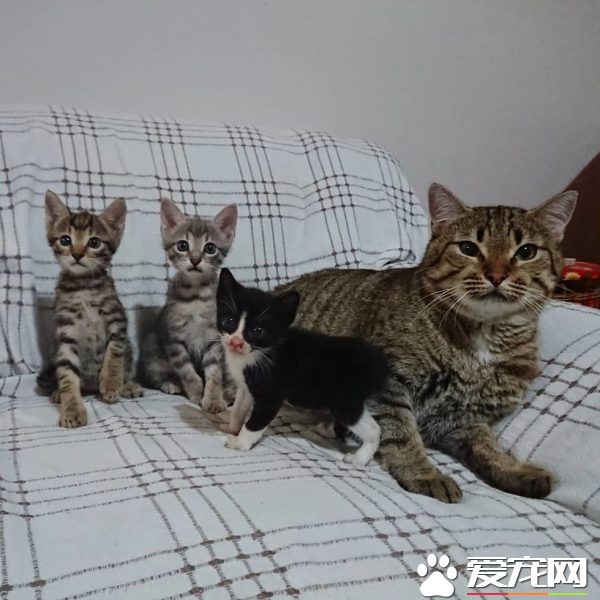 母爱爆棚的中途猫咪 主动照顾孤儿小猫