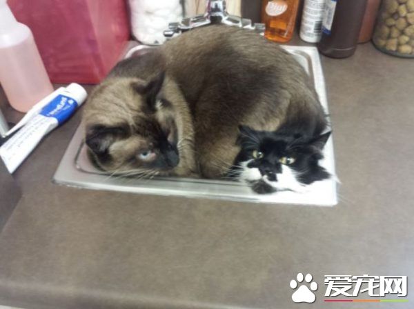猫兄弟初看医生争相躲水槽 模样超级可怜却又好笑
