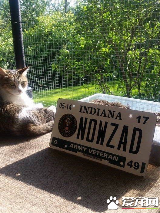 爱猫士兵从阿富汗带小浪喵回国 收编成爱撒娇的家猫