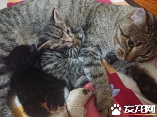 母爱爆棚的中途猫咪 主动照顾孤儿小猫