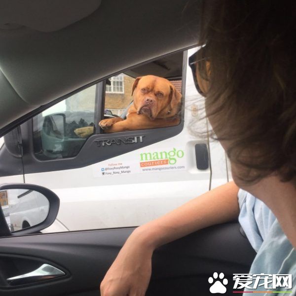 坐物流车的吉祥物狗狗 可爱模样成最萌地标