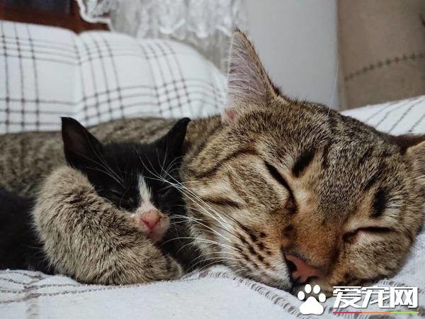 母爱爆棚的中途猫咪 主动照顾孤儿小猫