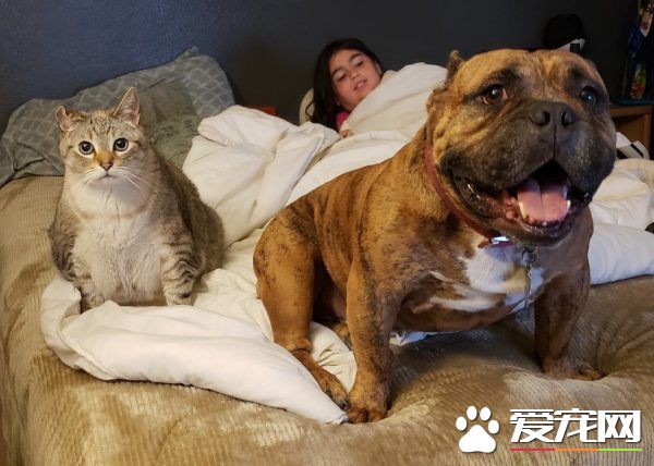 12公斤胖猫被丢收容所 幸遇真命猫奴