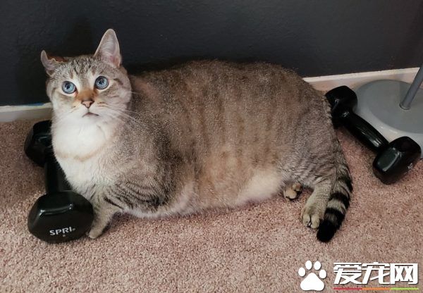 12公斤胖猫被丢收容所 幸遇真命猫奴