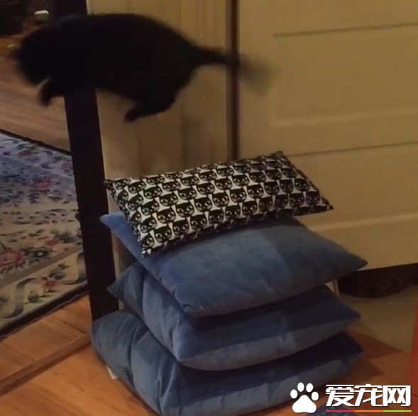 怪癖黑猫不喜欢厨房木地板 跳跳蛙变身成超人