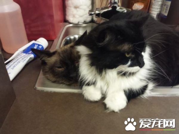 猫兄弟初看医生争相躲水槽 模样超级可怜却又好笑