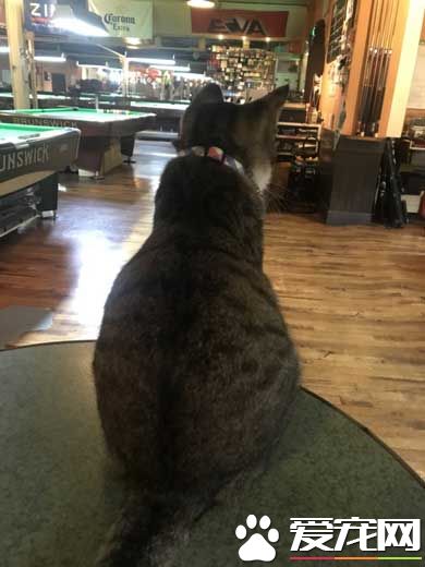 两只招财猫坐镇 带你看日本一家超暖心的台球店