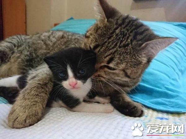 母爱爆棚的中途猫咪 主动照顾孤儿小猫