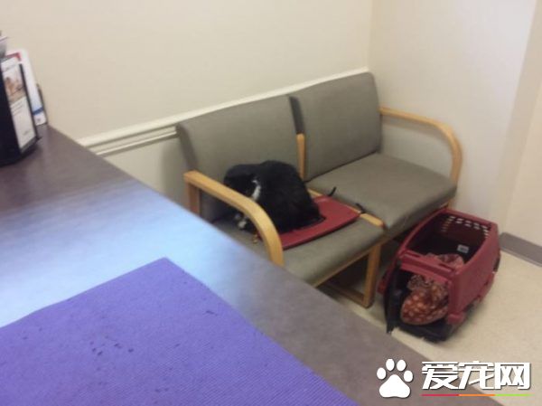 猫兄弟初看医生争相躲水槽 模样超级可怜却又好笑