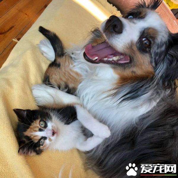 新领养的小猫咪 把狗兄弟从丧友之痛中拯救出来