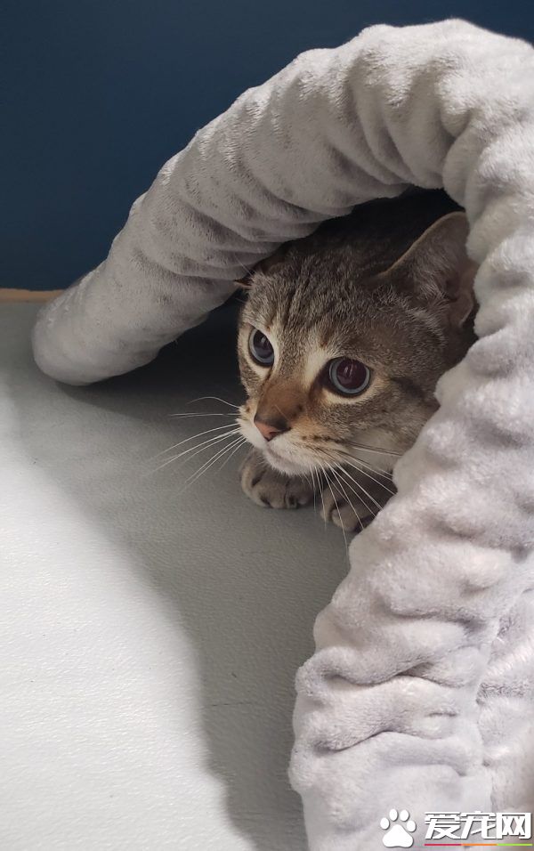 12公斤胖猫被丢收容所 幸遇真命猫奴