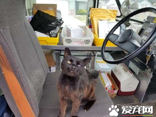 傲娇黑猫超粘人 不摸摸抱抱便不下车回家