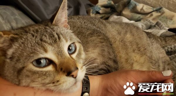 12公斤胖猫被丢收容所 幸遇真命猫奴