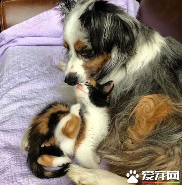 新领养的小猫咪 把狗兄弟从丧友之痛中拯救出来