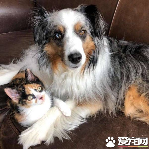 新领养的小猫咪 把狗兄弟从丧友之痛中拯救出来