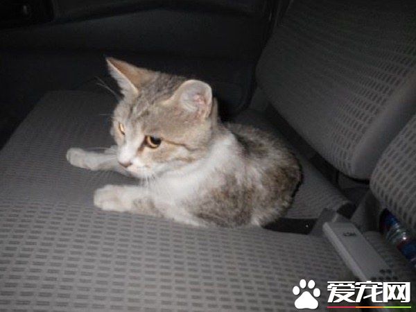 爱猫士兵从阿富汗带小浪喵回国 收编成爱撒娇的家猫